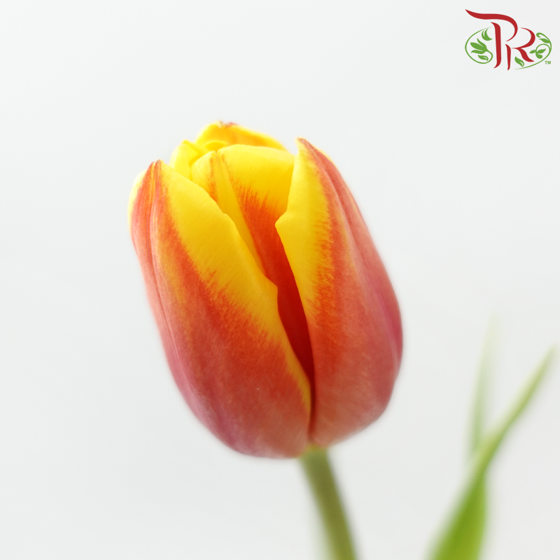 Tulip