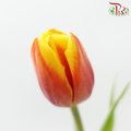 Tulip