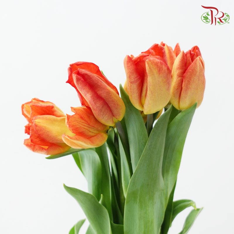 Tulip
