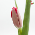 Tulip 《郁金香》