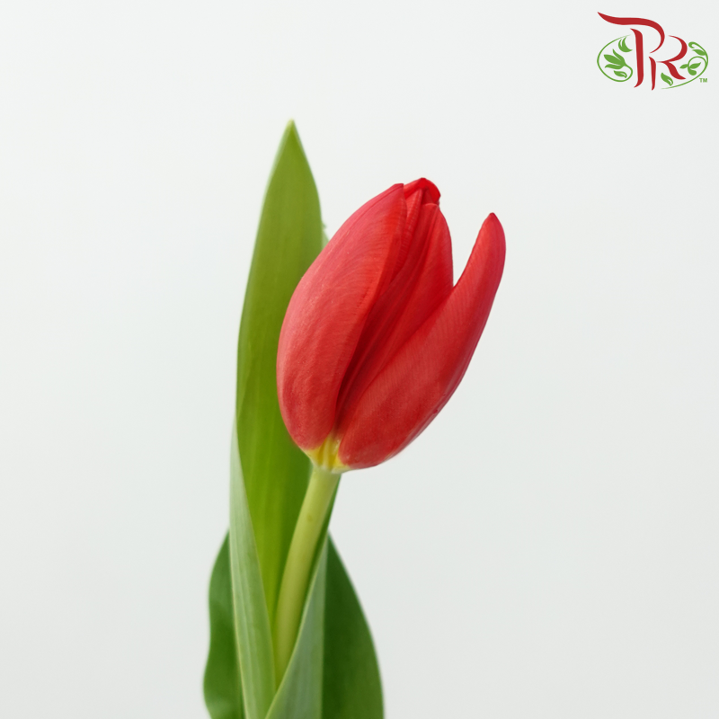 Tulip