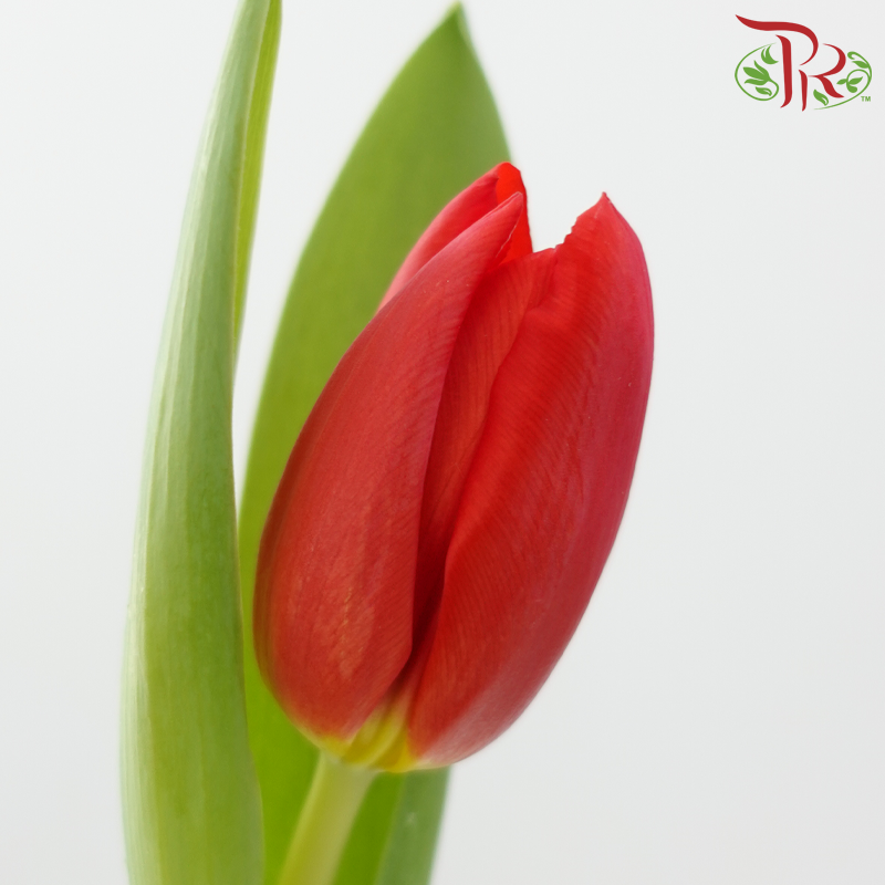 Tulip