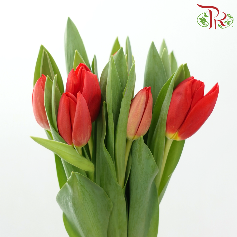 Tulip