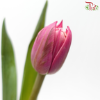 Tulip 《郁金香》
