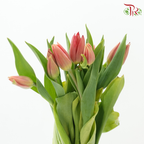 Tulip