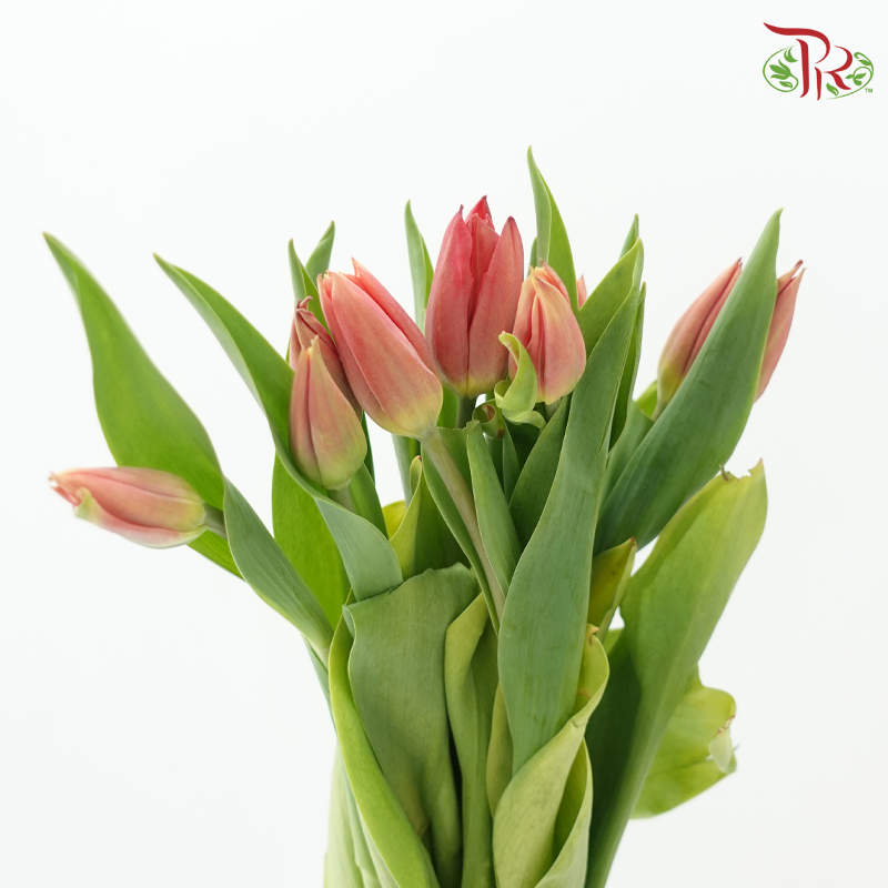 Tulip