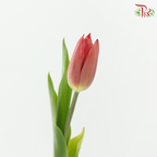 Tulip