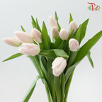 Tulip