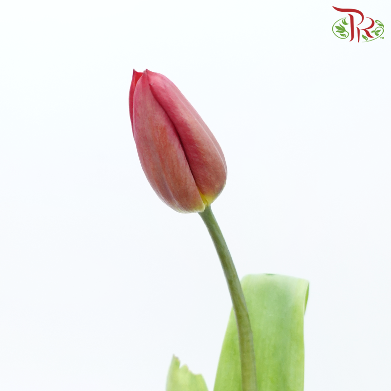 Tulip