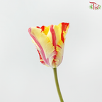 Tulip