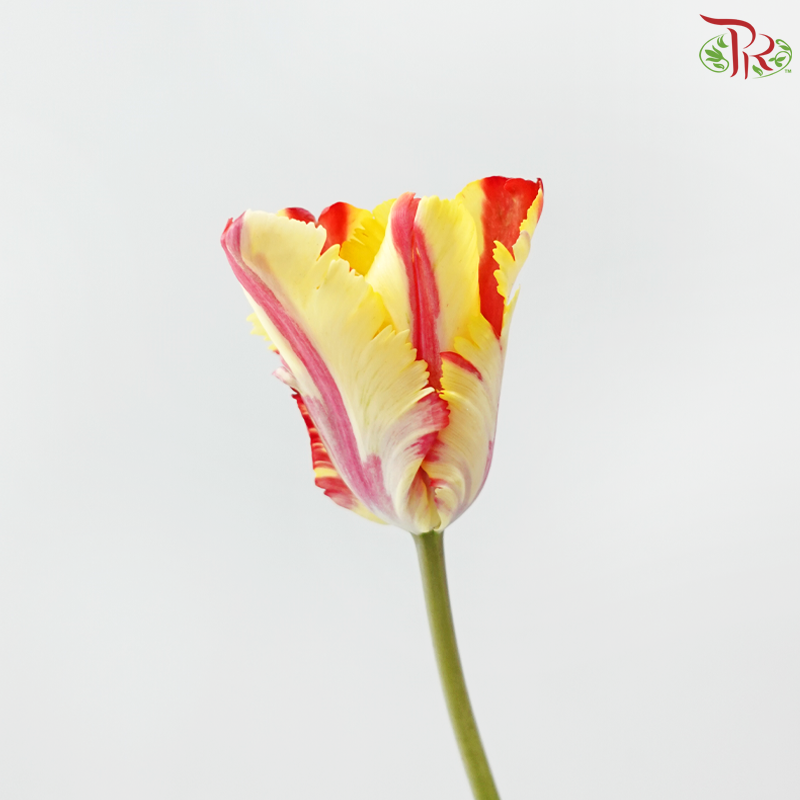 Tulip