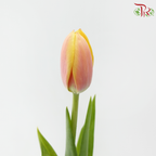 Tulip