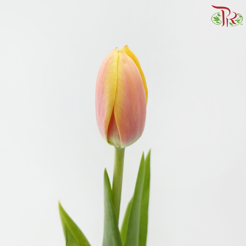 Tulip