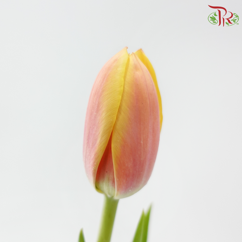 Tulip