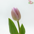 Tulip