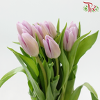 Tulip