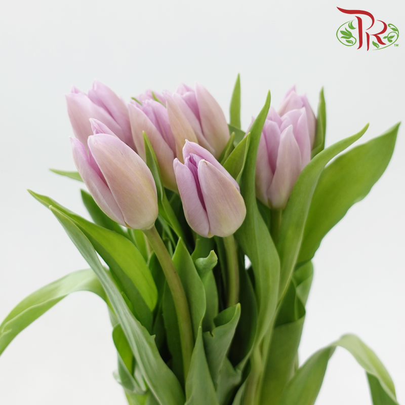 Tulip
