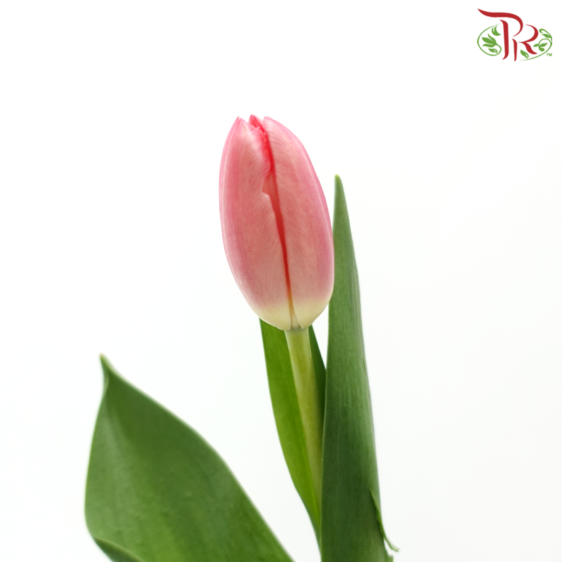Tulip