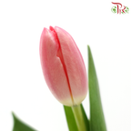 Tulip