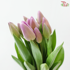 Tulip