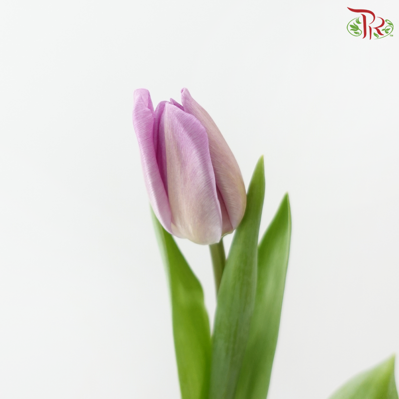 Tulip