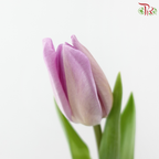 Tulip