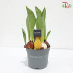 Tulipa mix 《郁金香》