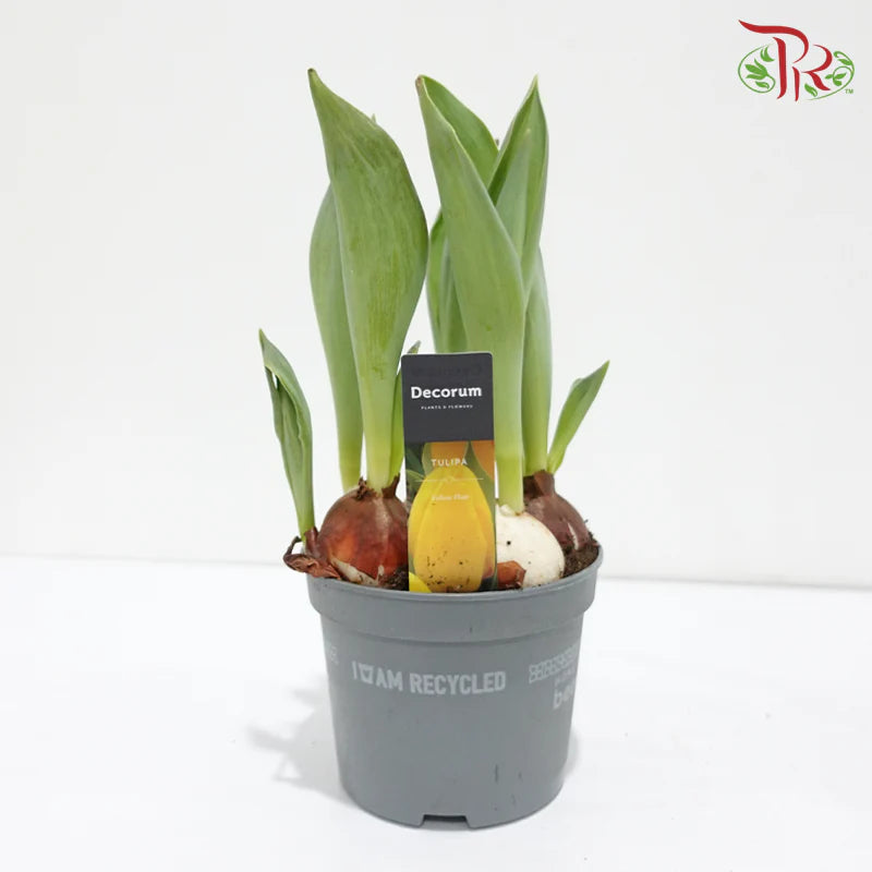 Tulipa mix 《郁金香》