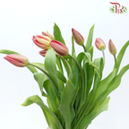 Tulip