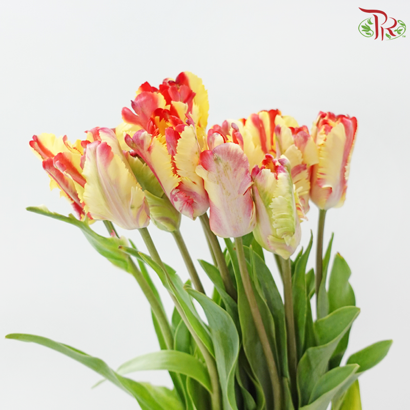 Tulip