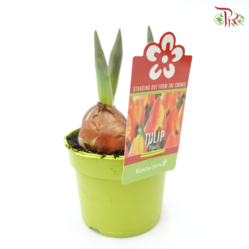 Tulipa mix 《郁金香》 - Pudu Ria Florist