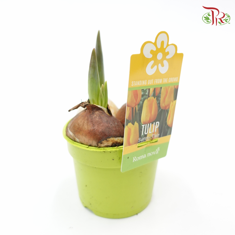 Tulipa mix 《郁金香》 - Pudu Ria Florist