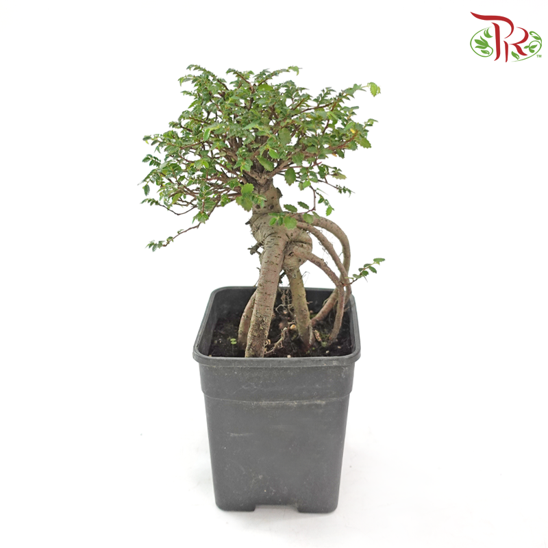 Ulmus Pumila Square Pot《骆驼榆》