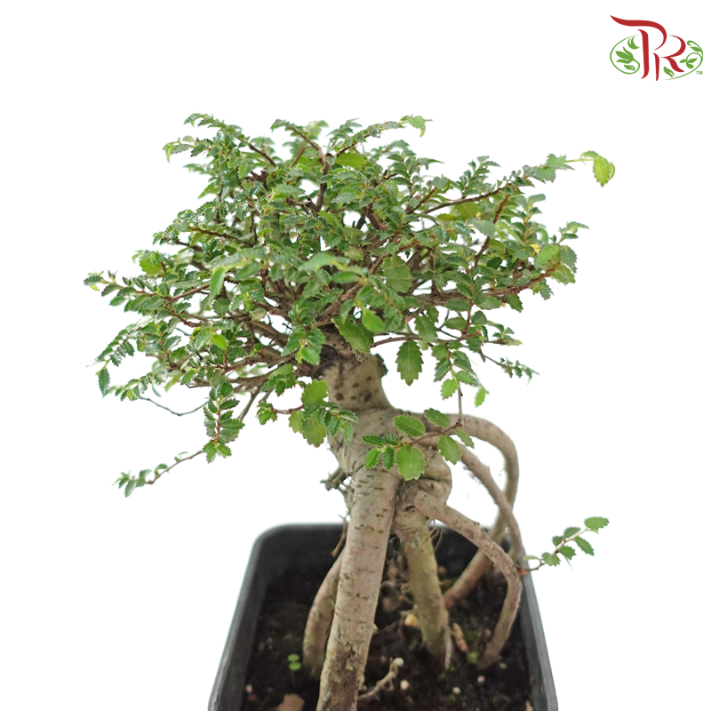 Ulmus Pumila Square Pot《骆驼榆》