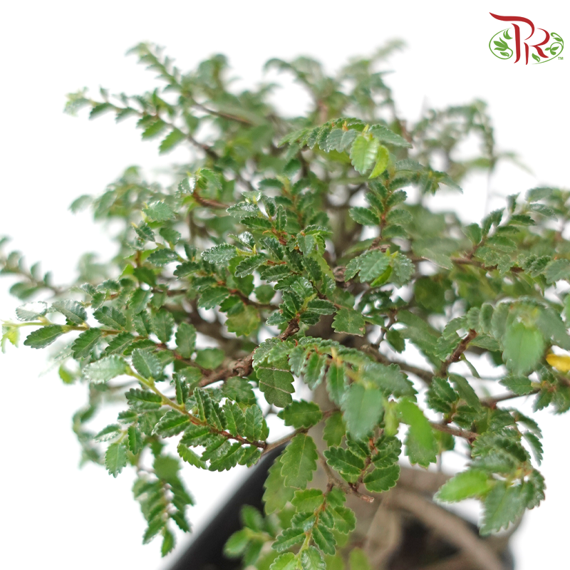 Ulmus Pumila Square Pot《骆驼榆》