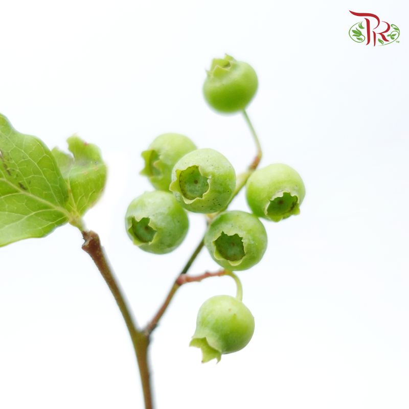 Vaccinium