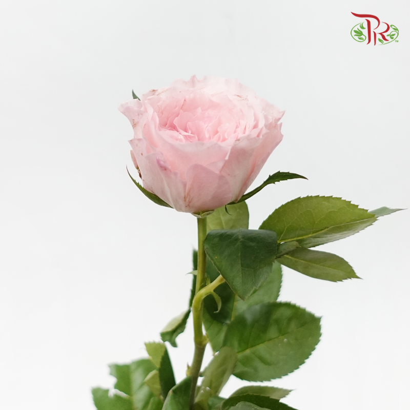 Rose 《玫瑰》