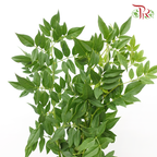 Jasminum