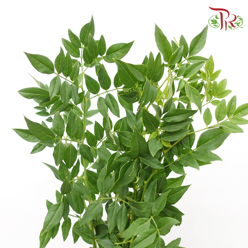 Jasminum