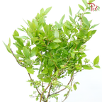 Vaccinium