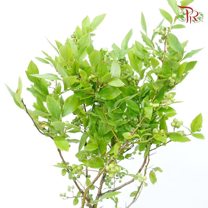 Vaccinium