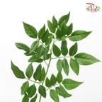Jasminum