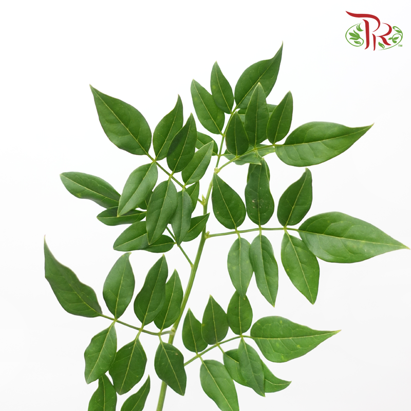 Jasminum