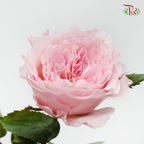 Rose 《玫瑰》