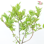 Vaccinium