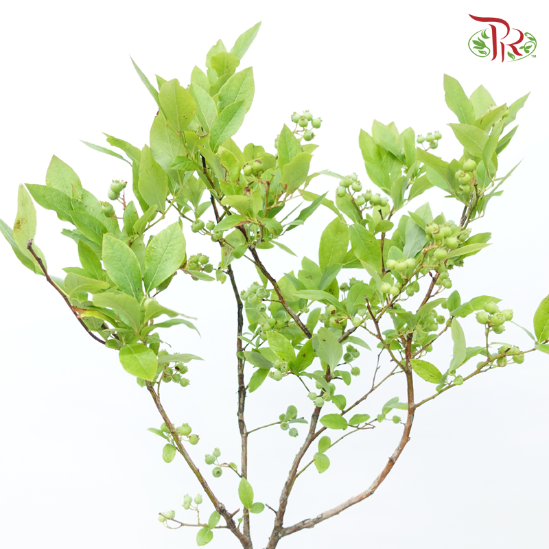 Vaccinium