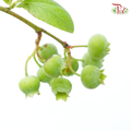 Vaccinium