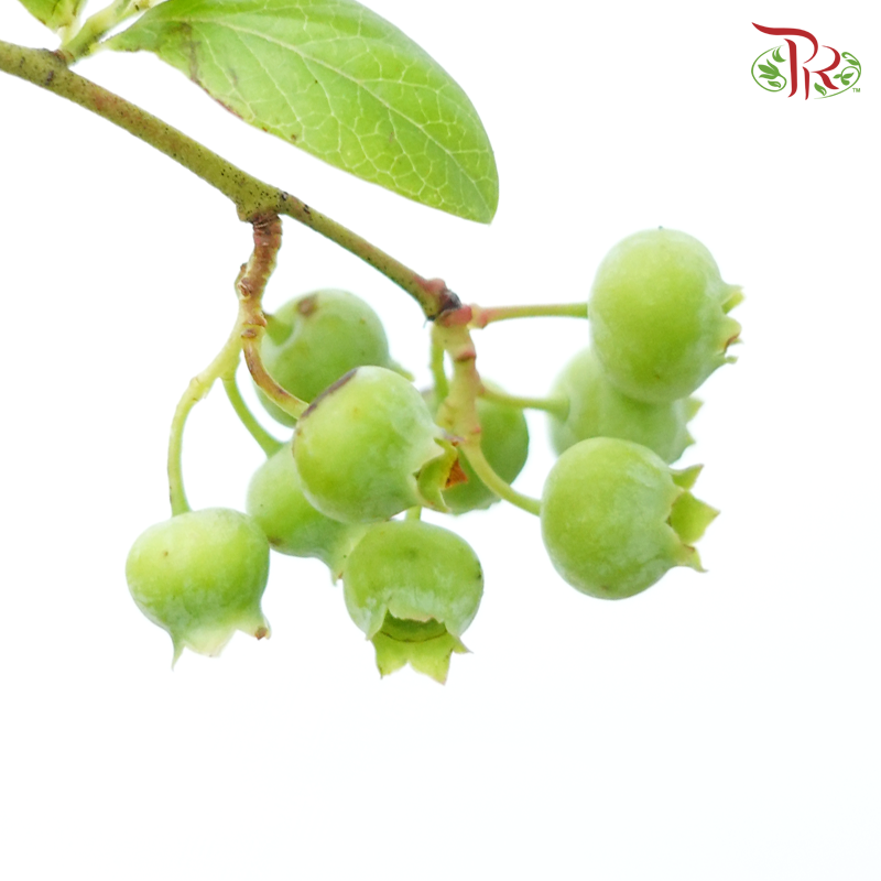 Vaccinium