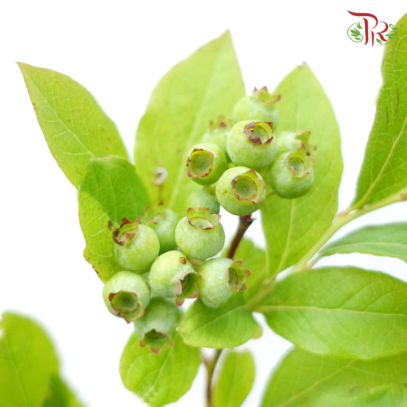 Vaccinium
