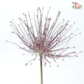 Allium Schubertii